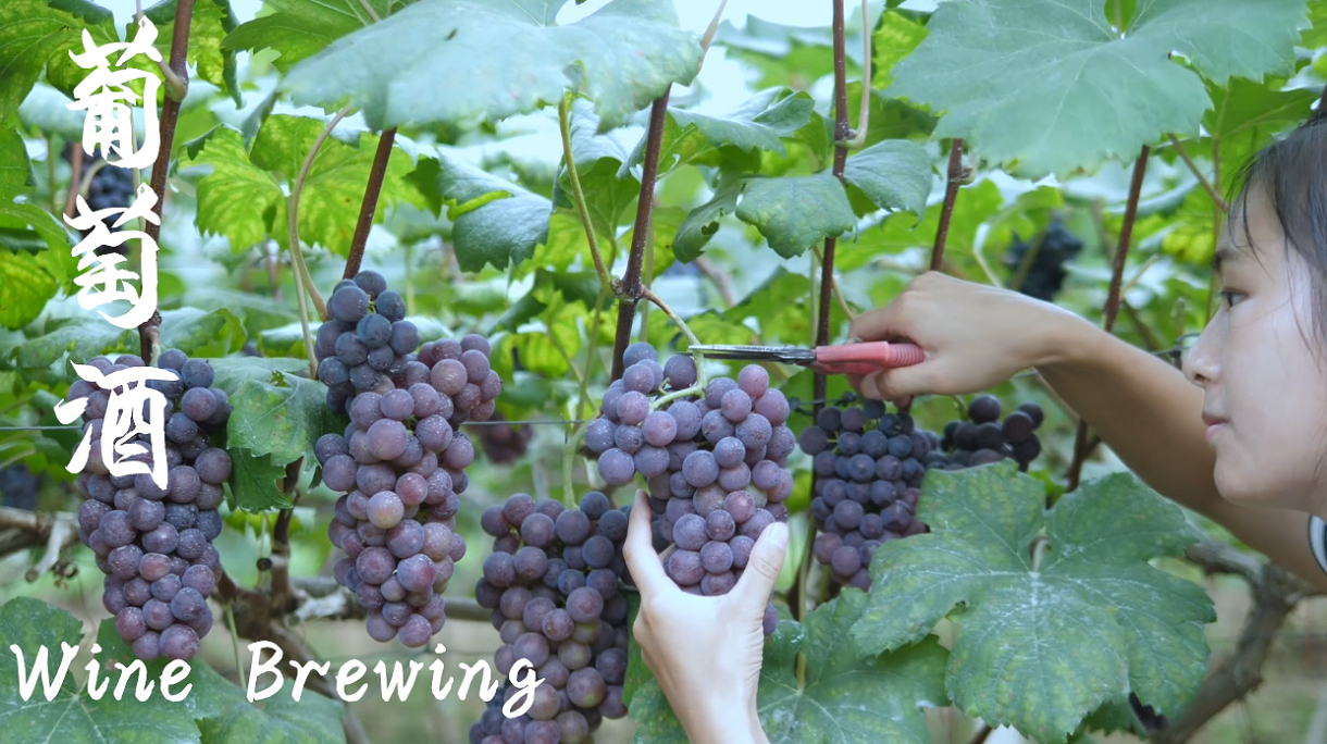 花2个月的时间酿制了葡萄酒,再来碗牛肉真的能吃醉