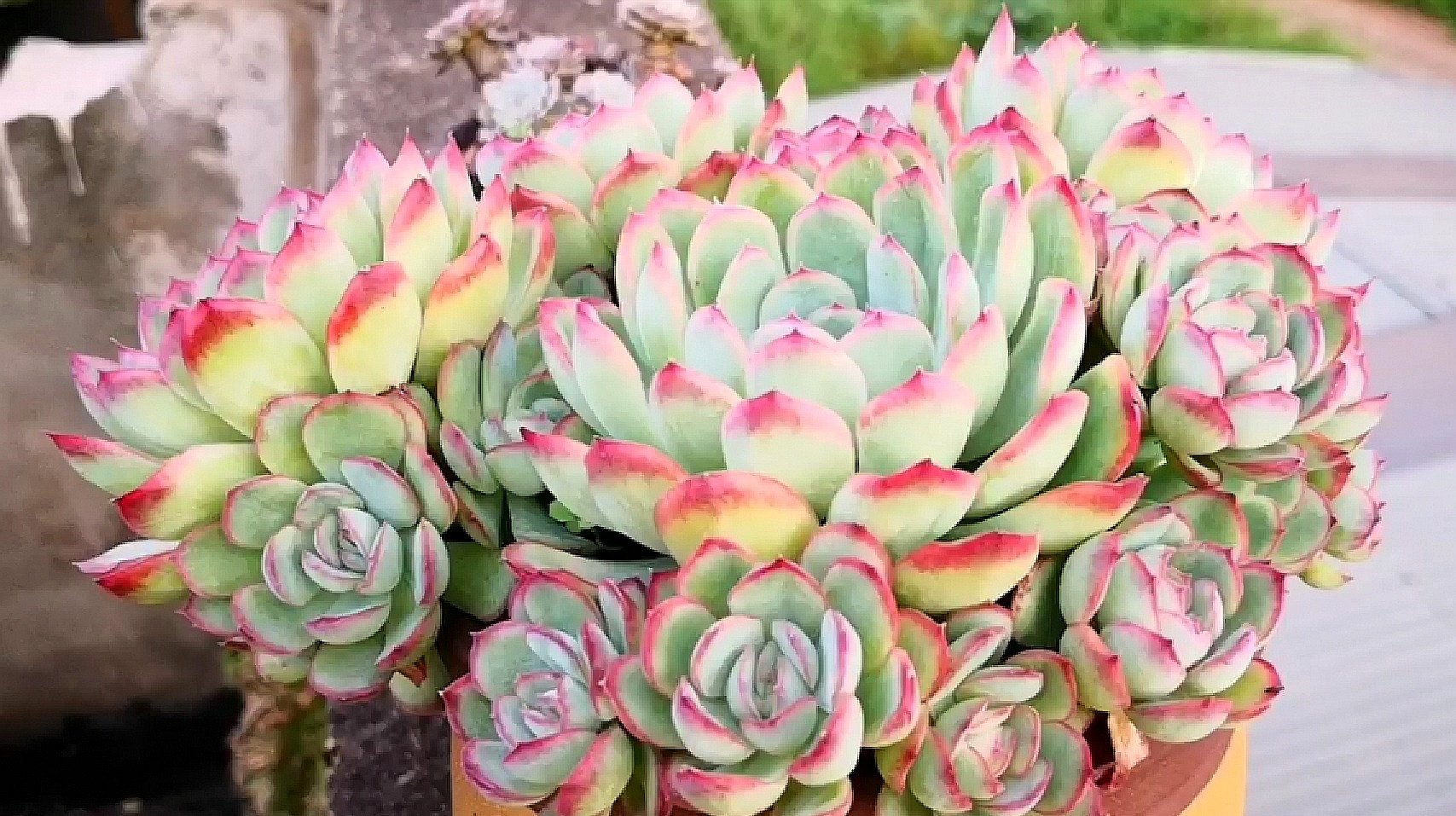 很普通的草莓冰,露养半个月竟然如此惊艳!