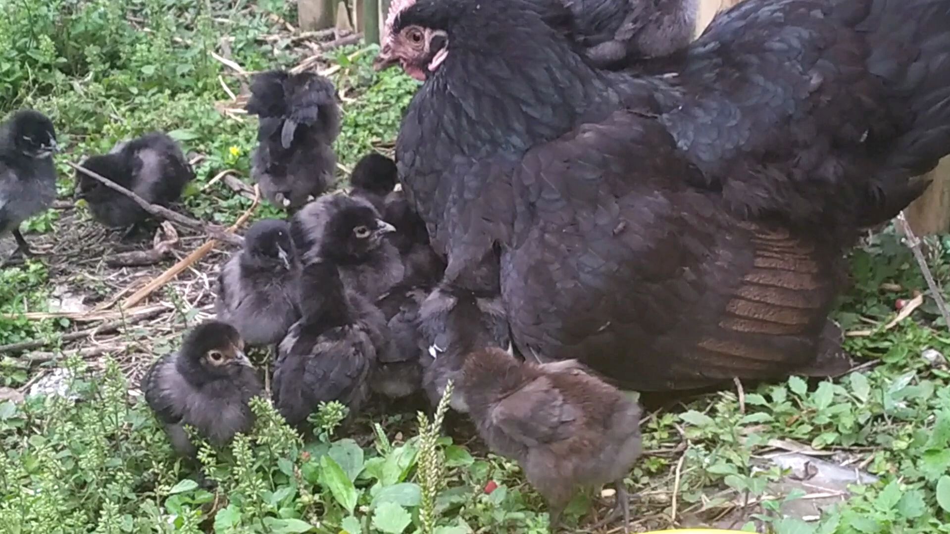 小鸡宝宝偎依在鸡妈妈的怀里真幸福,记录小鸡生长过程