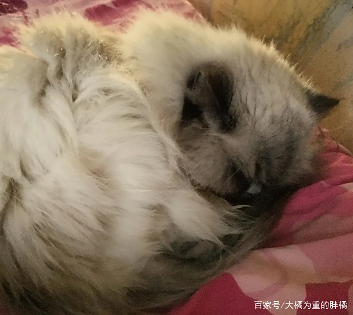 猫咪为了报恩,一心一意帮忙照顾孩子,只为了自己最爱的铲屎官