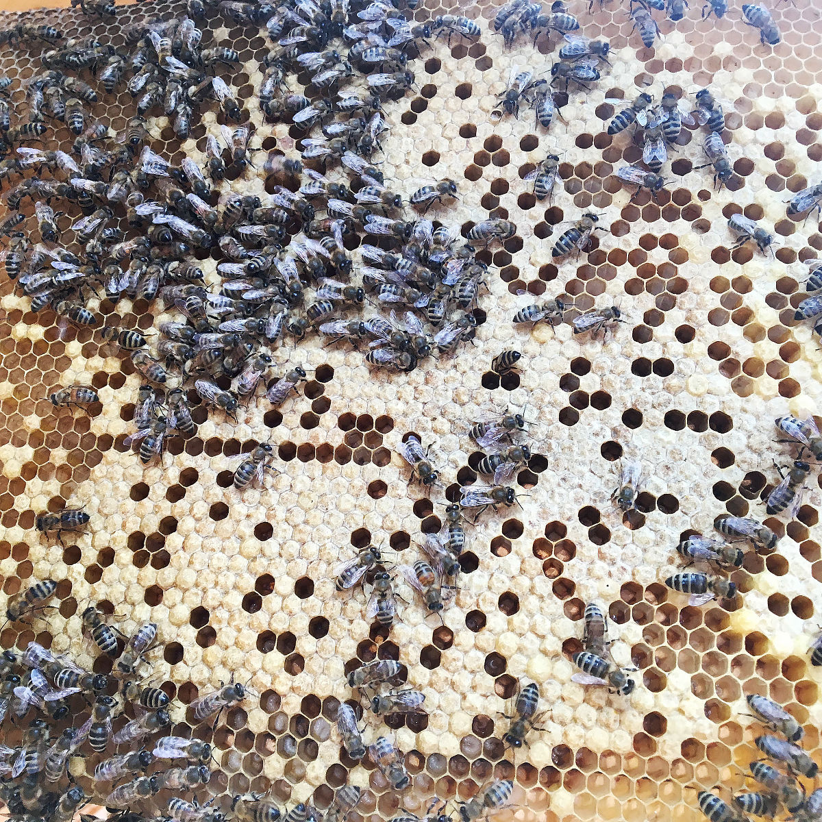 能传播溶组织内阿米巴的医学昆虫有