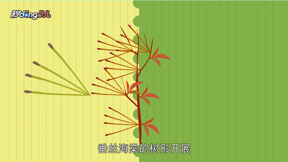 「秒懂少儿」西府海棠与垂丝海棠的区别