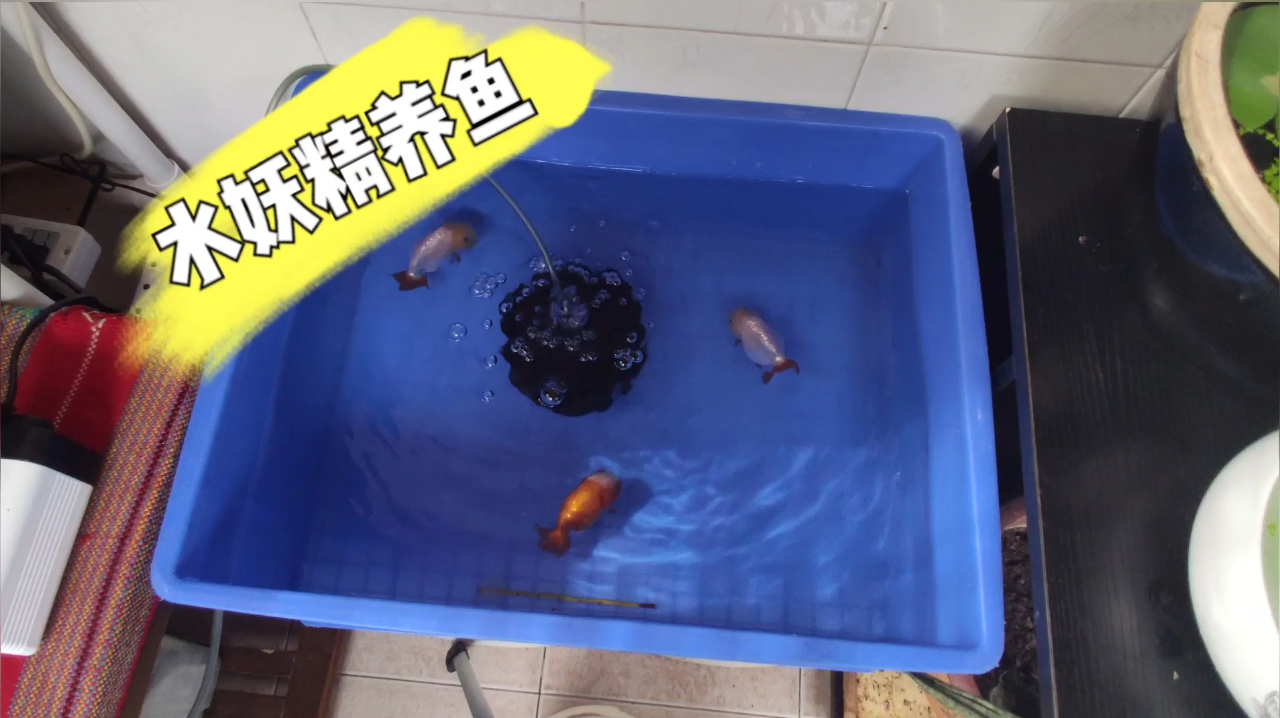 气泵拆箱,搭建最简易的过滤系统,聊简单过滤养鱼的优点