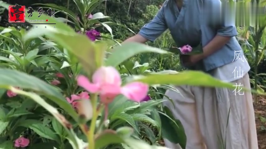 这种花农村很常见,还有很多用途,看完快告诉家人吧