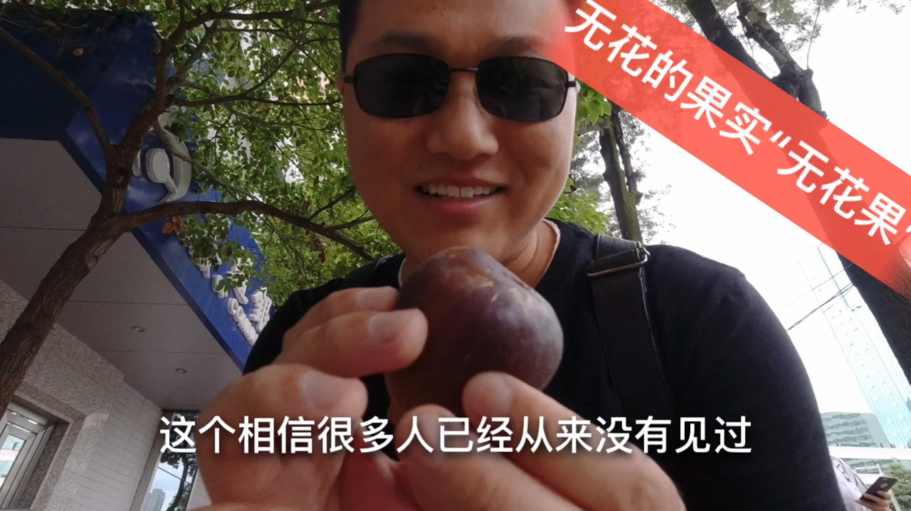 这种树从不开花,结出的果实甜美可口,十几年了没想到还能看到!