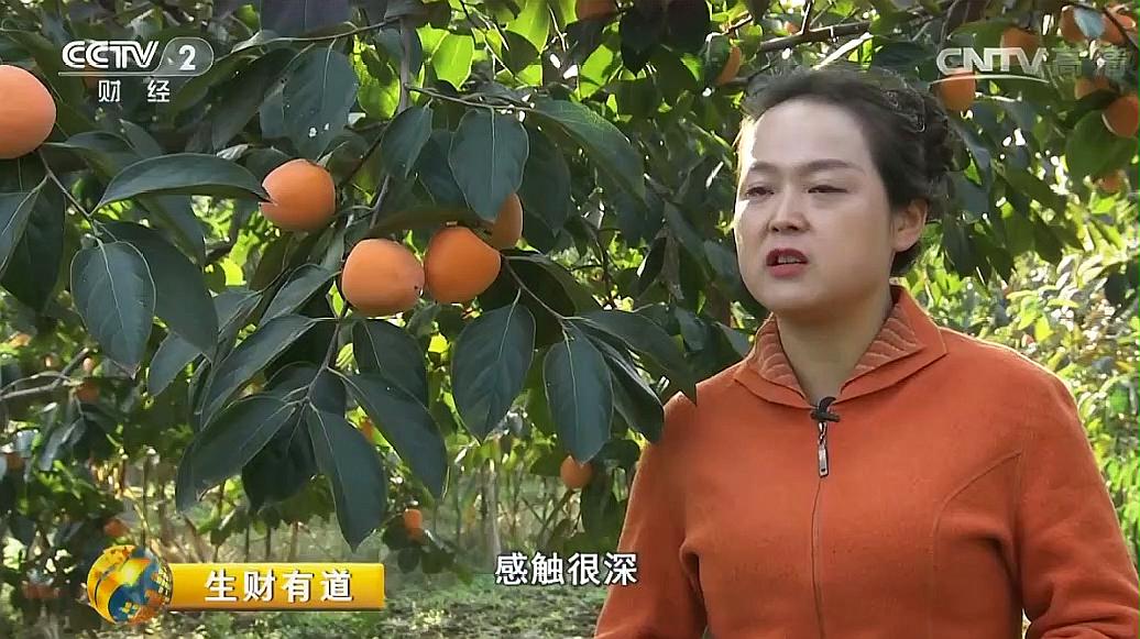 [图]红柿子火生意,看富平人民种柿发家