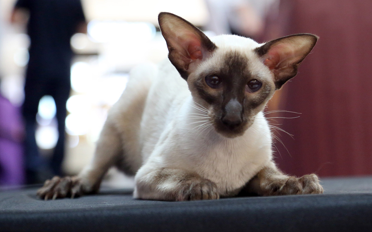 辽宁职业学院会计电算化专业就业方向及前景分析