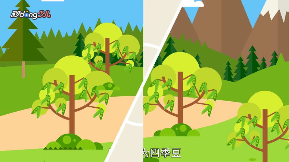 「秒懂少儿」为什么芸豆又叫四季豆?