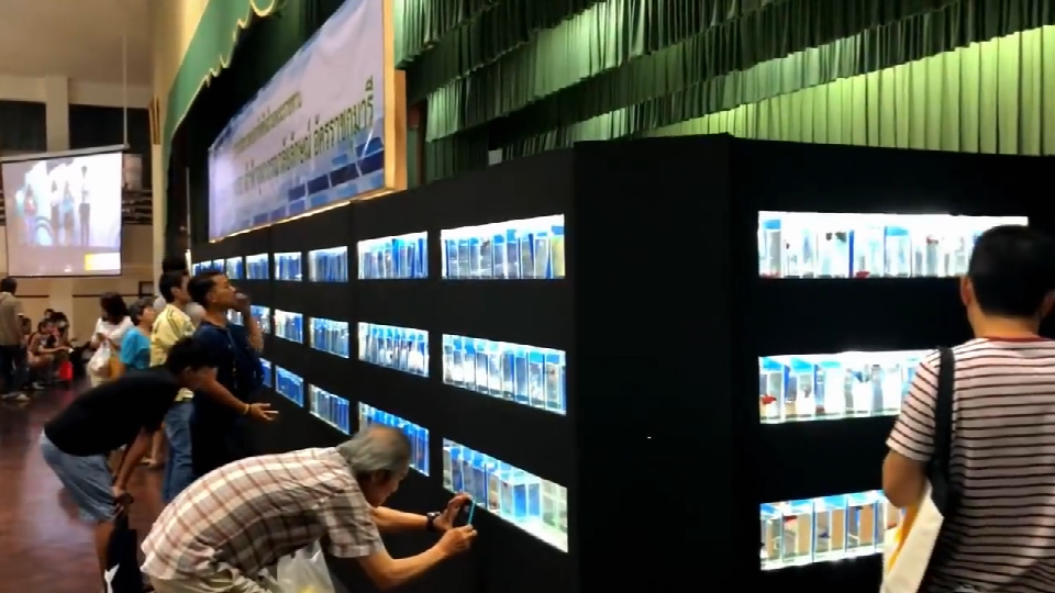 2019泰国斗鱼展会!