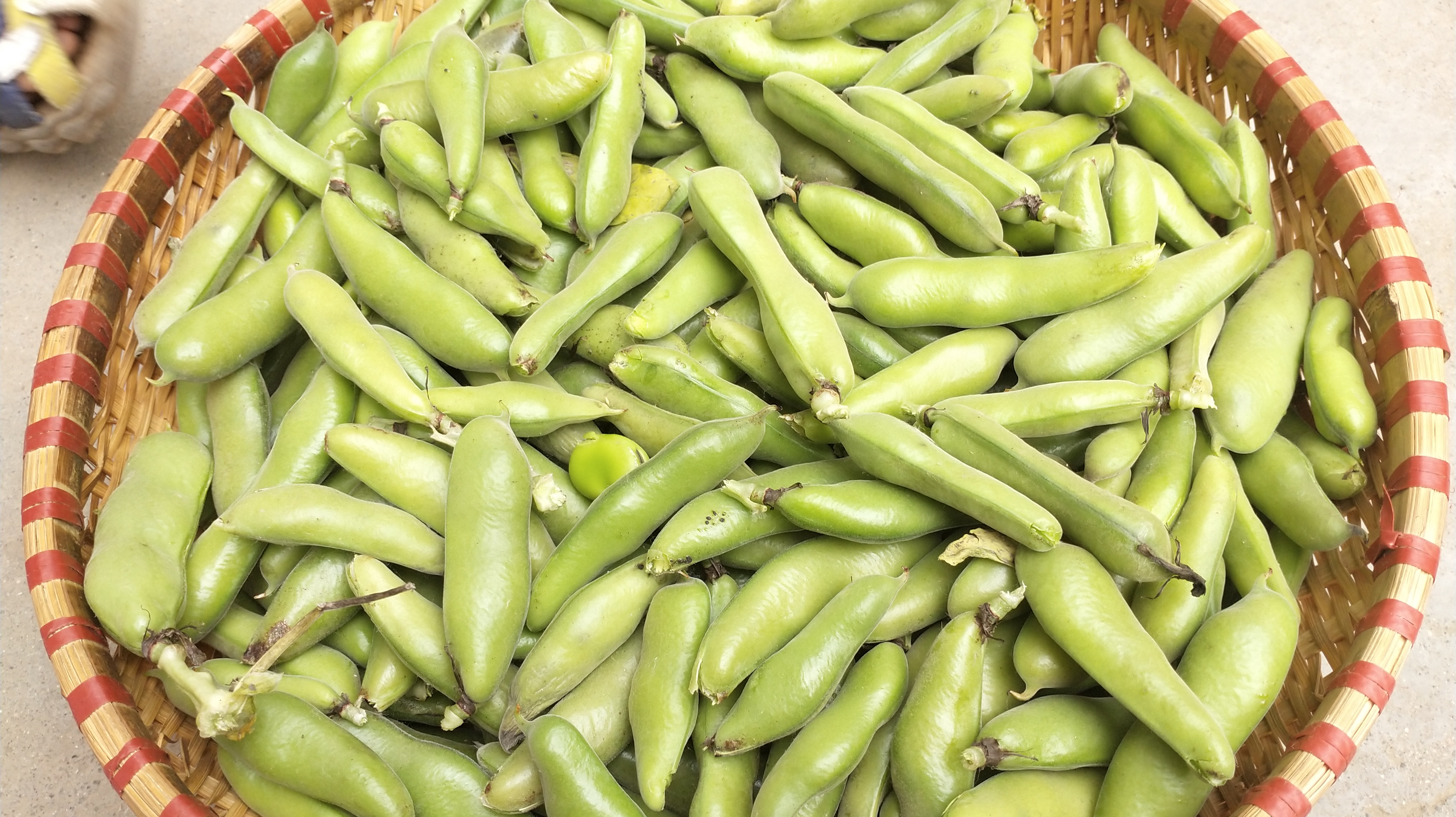 农村姑娘分享蚕豆最家常最简单的吃法,新手第一次也能成功!