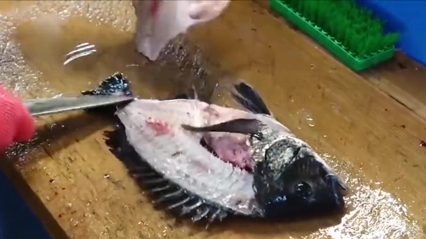 韩国人吃鱼,开水烫一下就出锅,这吃鱼方式完全不输日本人!