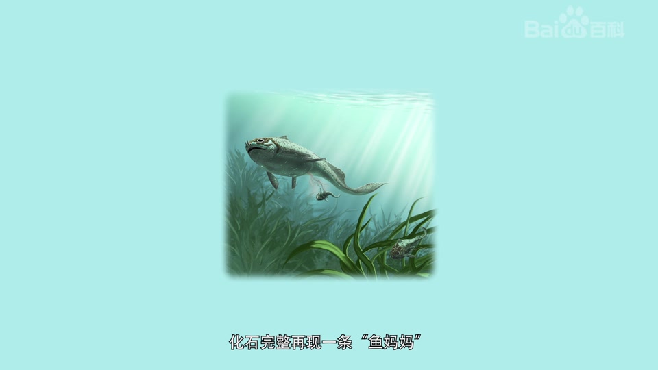 艾登堡鱼母