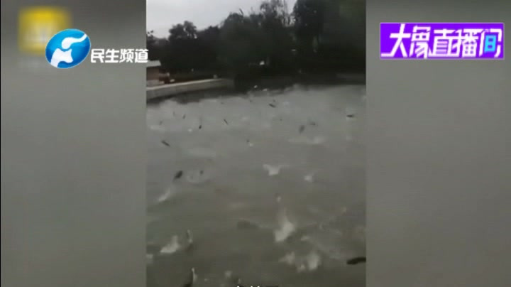 湖里一群白鲢“群魔乱舞”,网友:鱼成精了?