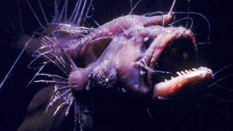 世界上十大恐怖鱼类深海怪物