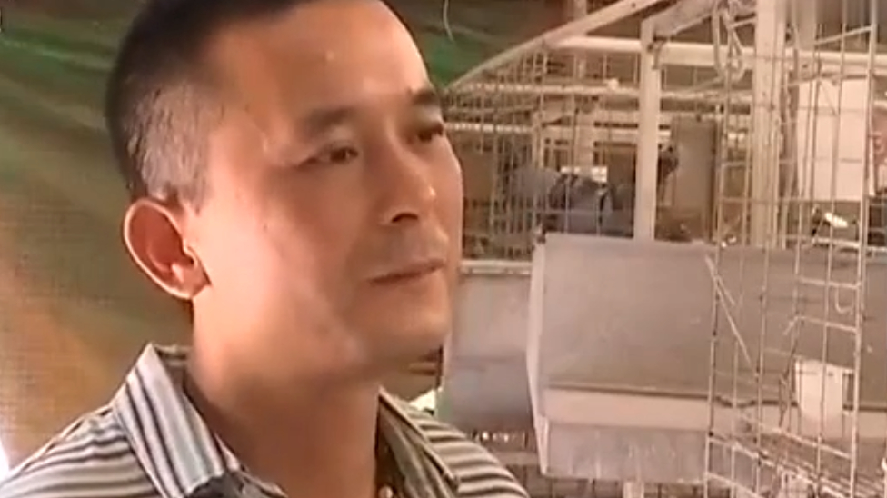 为了提高鸽子的产量 用孵化机代替母鸽孵化 让母鸽继续产蛋