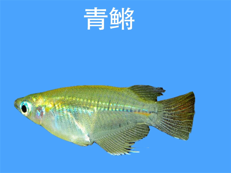 青鳉:又名阔尾鳉鱼、大眼贼鱼