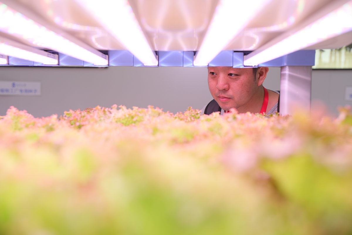 甘肃中医学院中草药栽培与鉴定专业怎么样