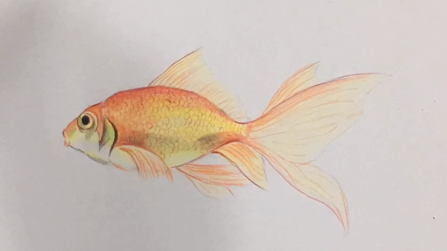 彩铅入门:彩铅画一条小金鱼 快来试试吧