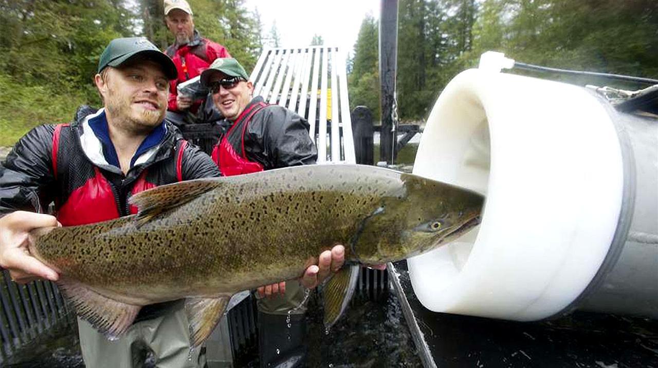 老外为了使鲑鱼顺利繁衍,造出管道“过山车”,通过它能飞跃大坝