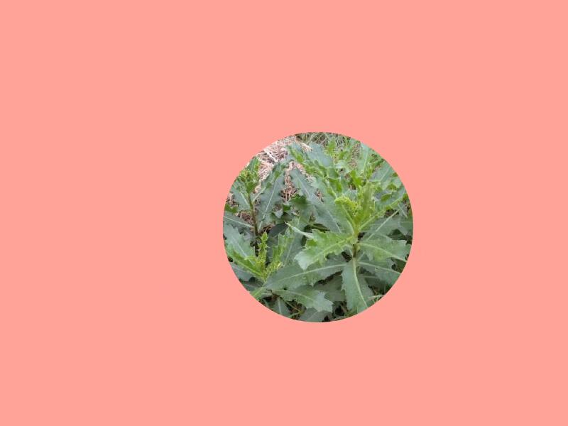 刺菜:多年生草本
