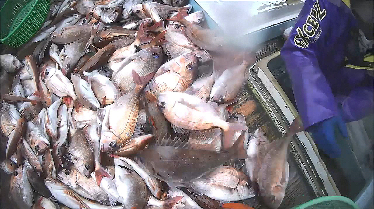 真鲷鱼泛滥了吗?一次收获这么多!