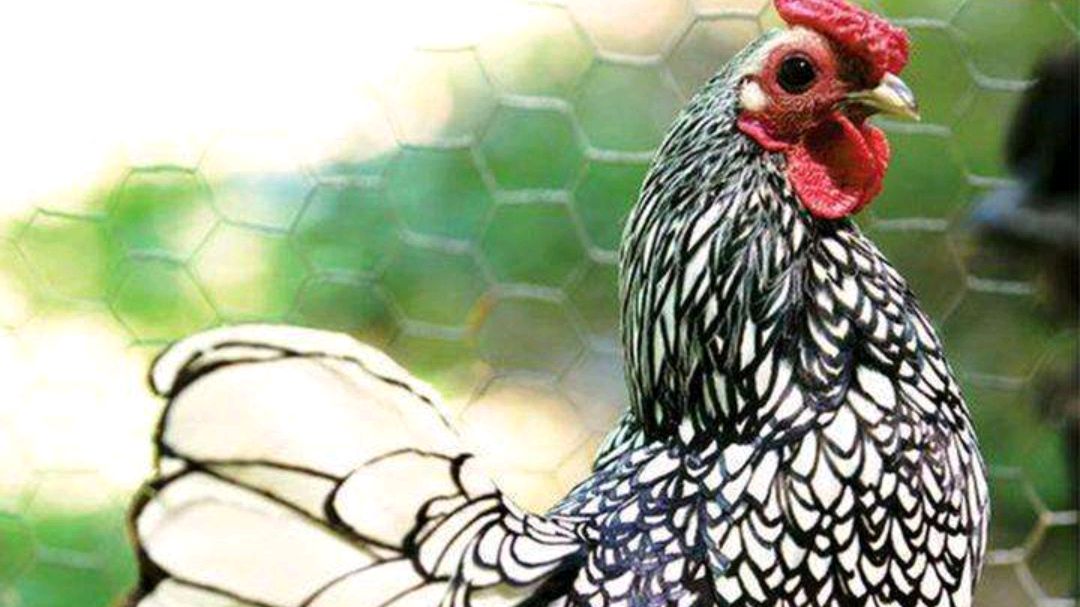 农村养鸡如何长得快又健康(十)如何让鸡子卖相好看羽毛漂亮