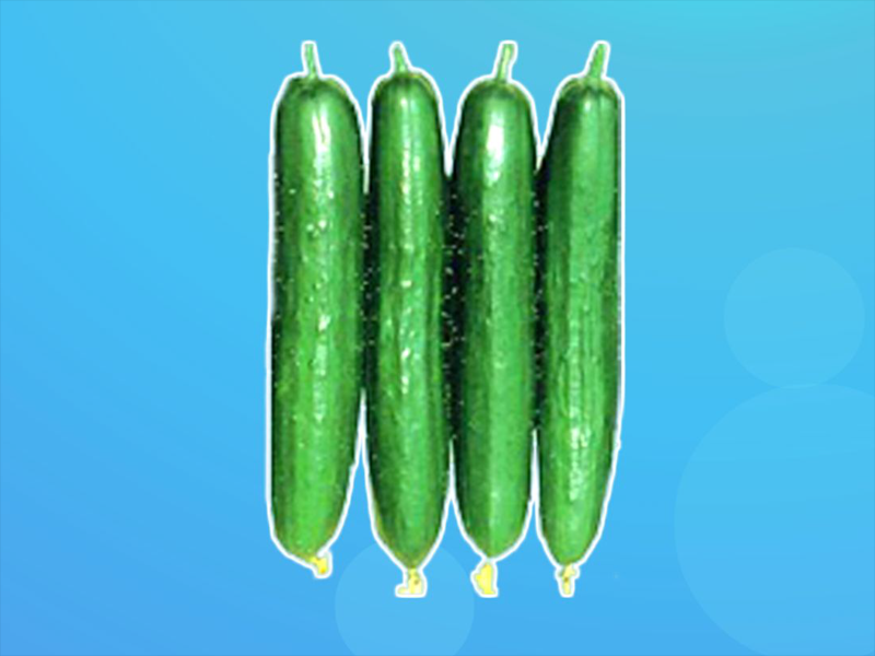 原来笪桥黄瓜长这样