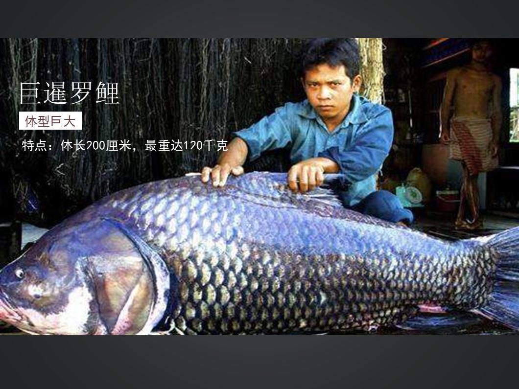 巨暹罗鲤:现存鲤科鱼类中个体最大的品种