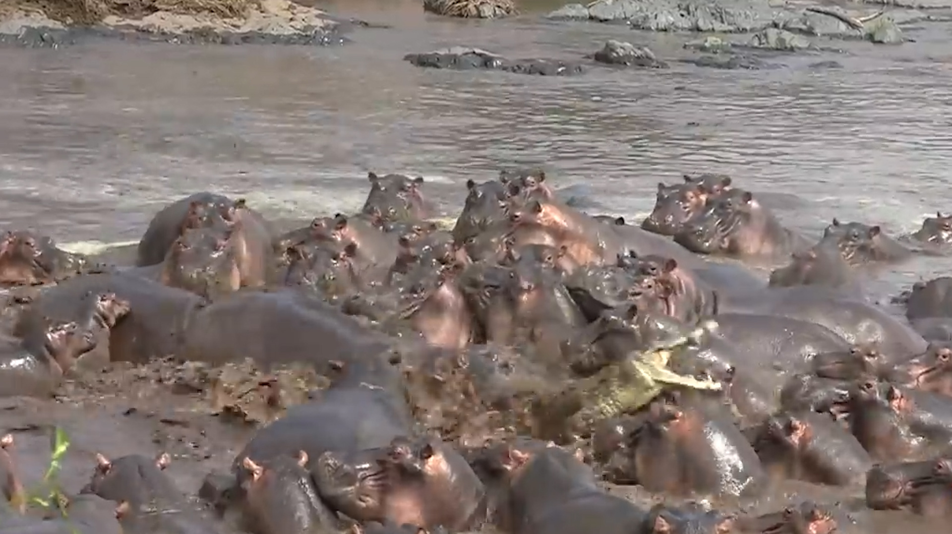5吨重的河马大战鳄鱼,不服就干,镜头拍下全过程!