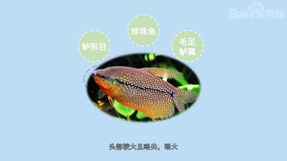 珍珠马甲鱼