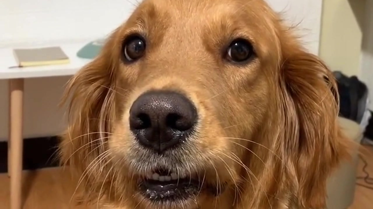 主人想吃狗肉,金毛一脸严肃:这玩笑一点都不好笑,表情太逗了