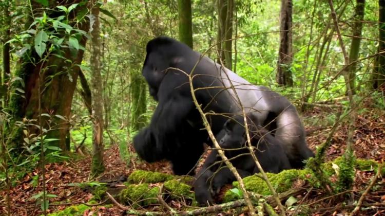 [图]雌性大猩猩选了一只它认为最好的雄性做配偶,而原因让人想不到!