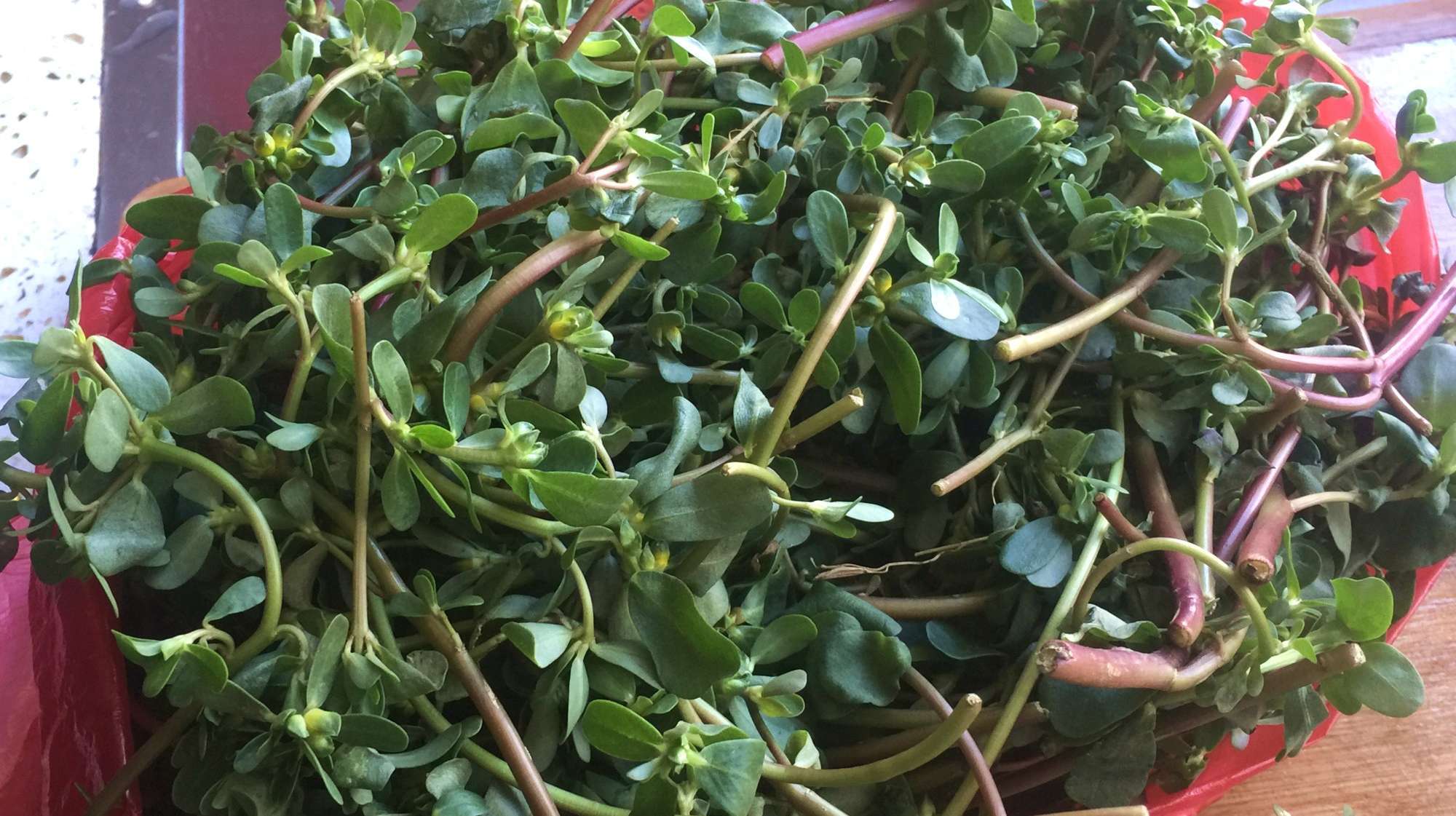 野菜马齿笕最地道的做法,营养美味又下饭,做法还简单,值得收藏