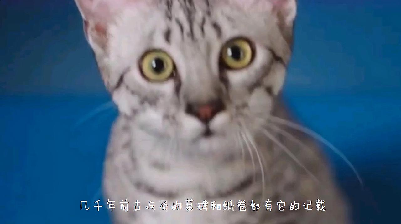 [图]埃及猫憨态可掬,千伶百俐的高贵宠物猫