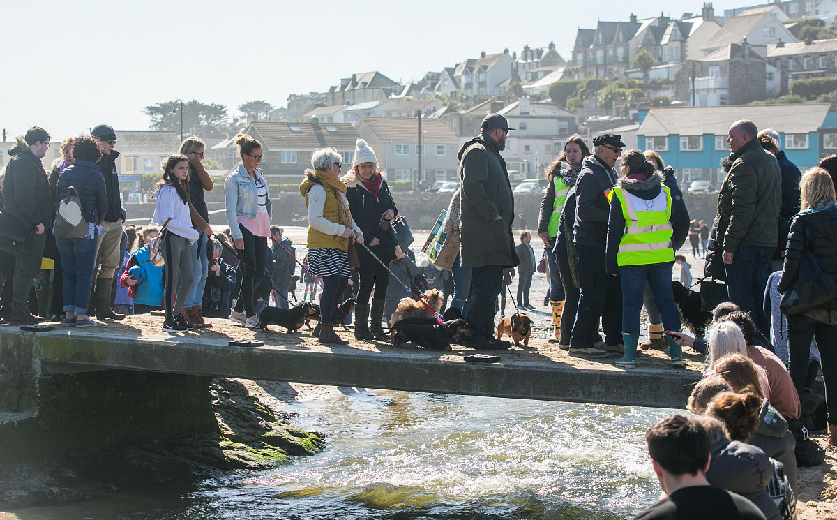当地时间2018年3月25日,英国康沃尔郡佩伦波思度假海滩,腊肠犬聚集,这