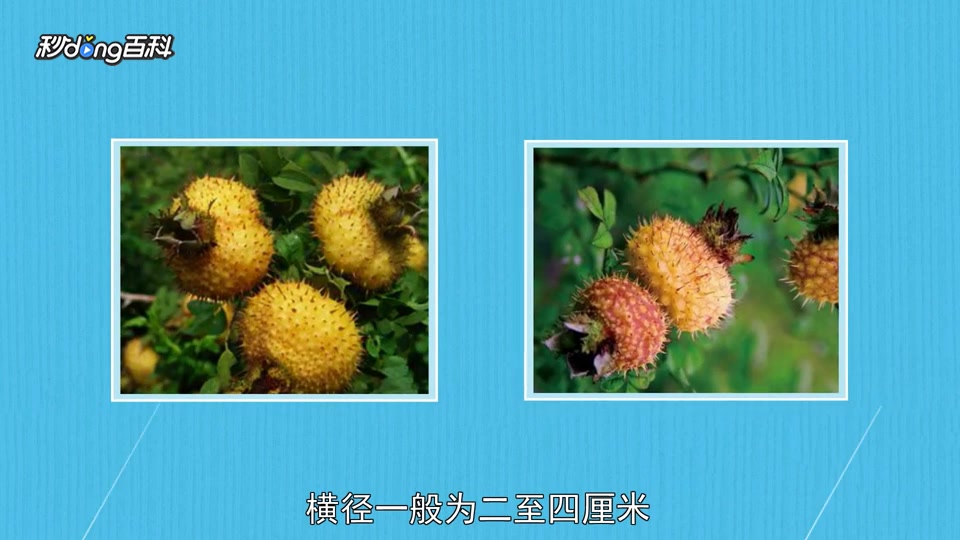 原来刺梨干长这样