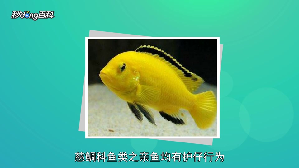 原来慈鲷鱼长这样