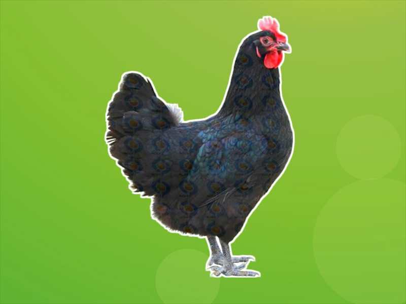 原来如东狼山鸡长这样