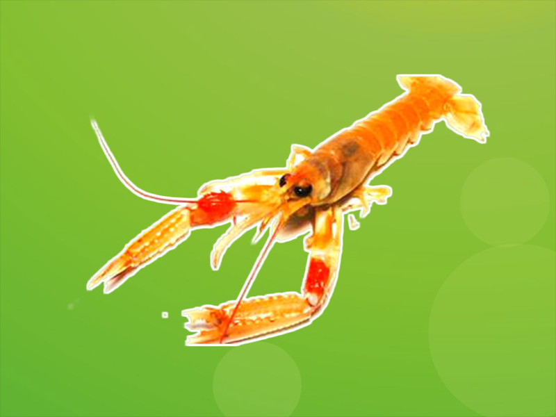 原来海螯虾长这样