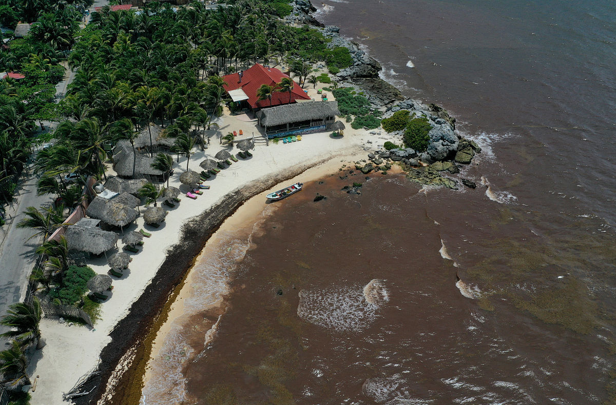 当地时间2019年6月15日,墨西哥tulum,马尾藻侵袭当地海岸.这种海藻使