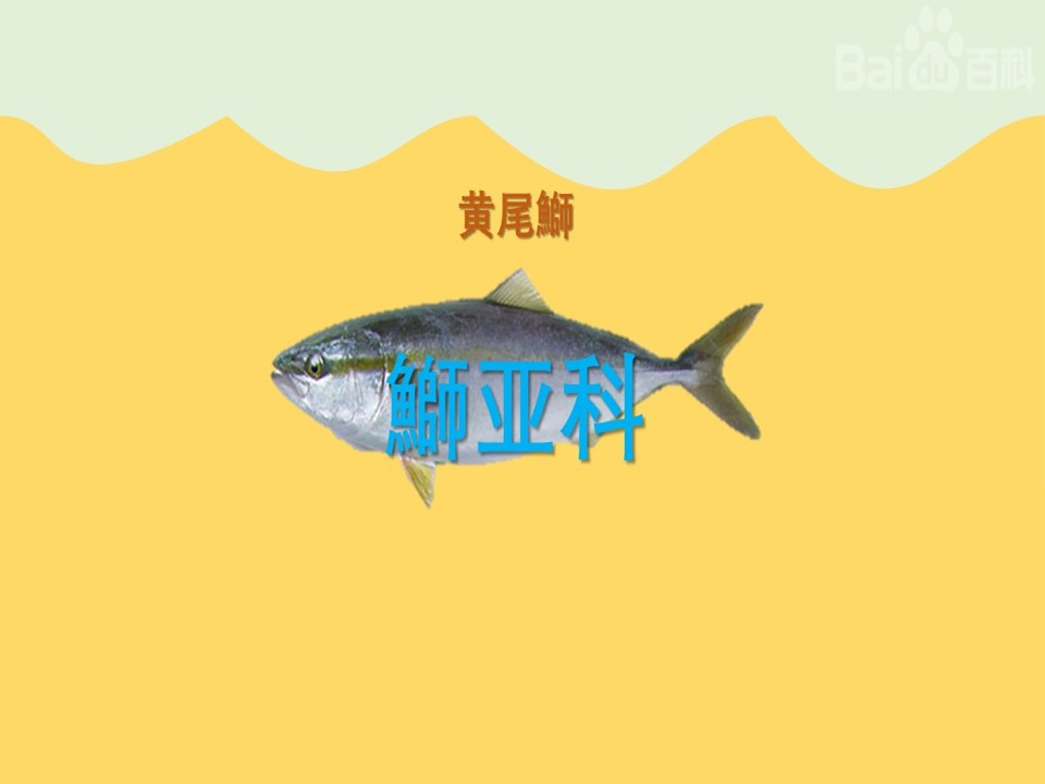 鰤鱼:鲹科鰤亚科鰤属的一种温水性鱼类