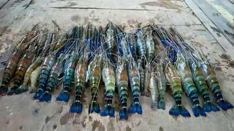 湄公河罗氏虾泛滥成灾,表面呈蓝色,价格非常昂贵!