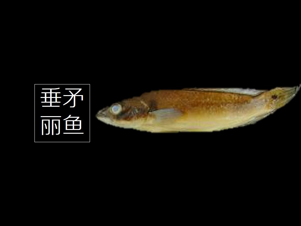 垂矛丽鱼:体长为长椭圆形,长而侧扁。眼中大