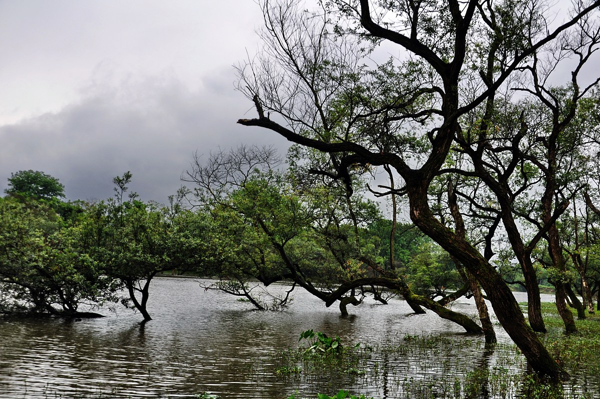 窗外的美丽风景 - 小学作文