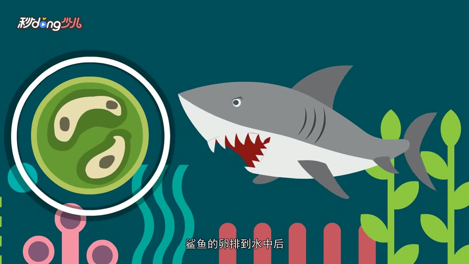 鲨鱼是怎样繁殖后代的