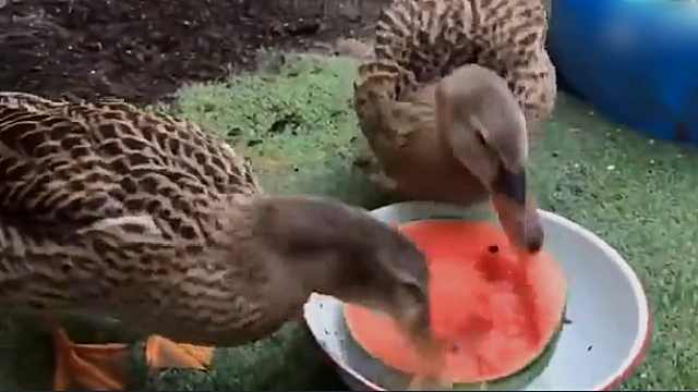 夏天了!看小鸭子吃西瓜消暑,爽到停不下来
