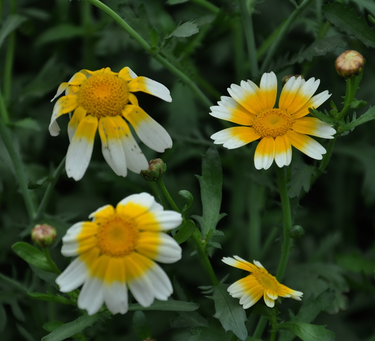 ***_***2010年3月27日,江西遂川,美丽的<strong>茼</strong>稾花.