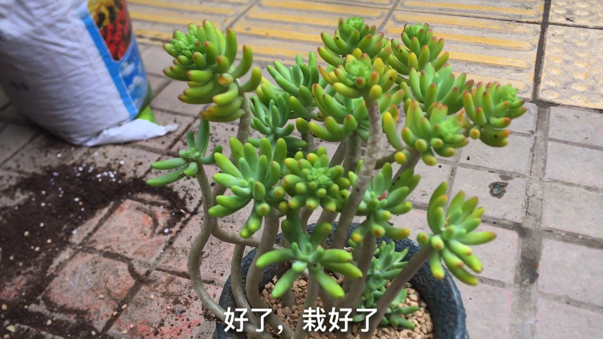 刚买的多肉八千代,我给它配了个新陶罐,漂亮不?