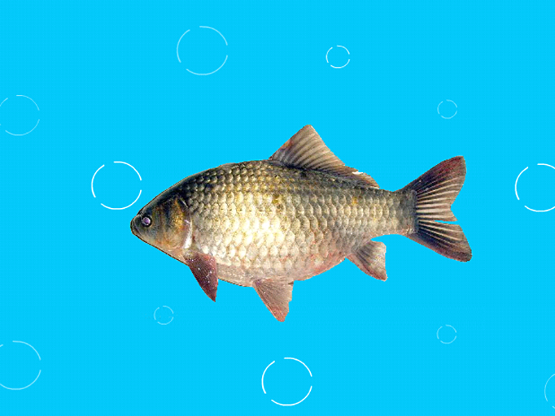 鲋鱼:我国最常见的淡水鱼类之一