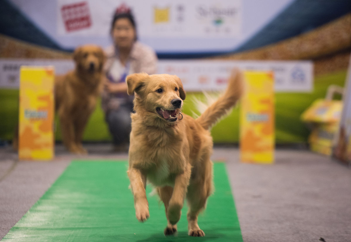 1200字关于第一次养宠物推荐好养又不贵宠物有哪些